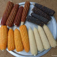 Zea mays L.